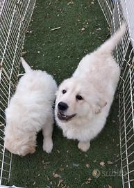 Golden retriver cuccioli