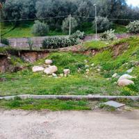 Terreno edificabile a Galatro