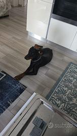 Dobermann