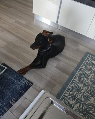 Dobermann