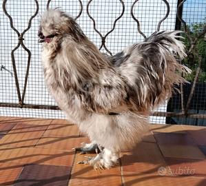 Gallo Moroseta colore splash
