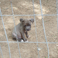 Cuccioli Amstaff - Pitbull