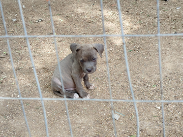 Cuccioli Amstaff - Pitbull