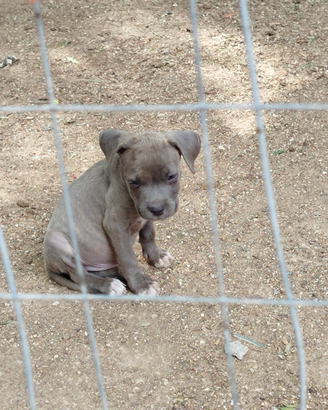 Cuccioli Amstaff - Pitbull