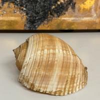 Conchiglia gigante