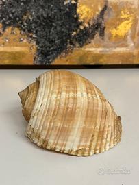 Conchiglia gigante