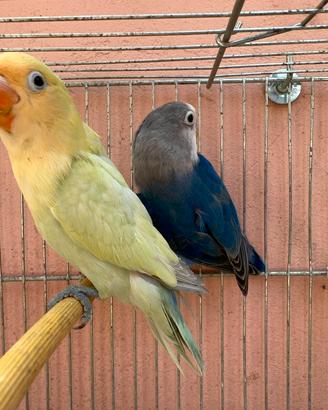 Coppia Giovane Inseparabili Diluiti