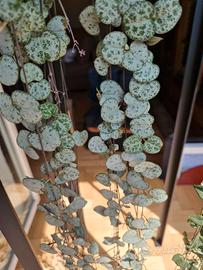 Ceropegia Woodii in vaso di ceramica tusca 