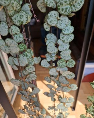 Ceropegia Woodii in vaso di ceramica tusca 