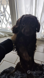 Cuccioli di Lagotto romagnolo