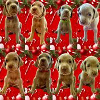 Prenotazioni aperte- cuccioli di weimaraner