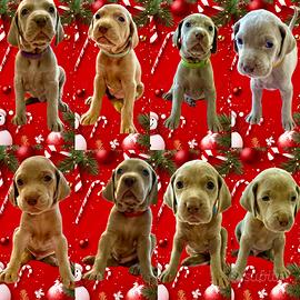Prenotazioni aperte- cuccioli di weimaraner