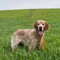 Cucciolo setter inglese