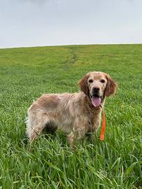 Cucciolo setter inglese