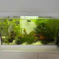 Acquario AQPet 60 litri con pesci inclusi