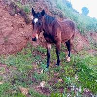 Cavalli sella italiani