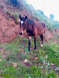 Cavalli sella italiani