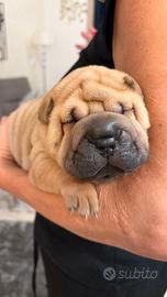 Cuccioli di Sharpei