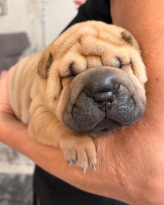Cuccioli di Sharpei