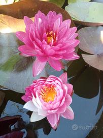 Nymphaea e Fior di loto