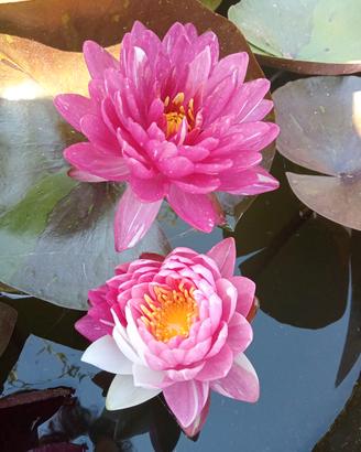 Nymphaea e Fior di loto