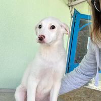 Bernie cucciolo taglia medio grande