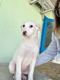 Bernie cucciolo taglia medio grande