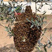 Apicoltore sciami recupero