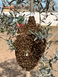Apicoltore sciami recupero