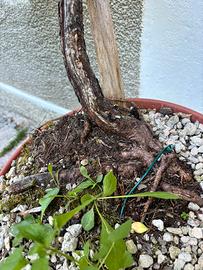 Pino mugo yamadori
