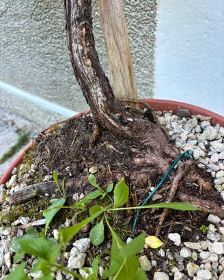 Pino mugo yamadori