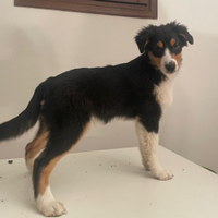 Cucciolo Pastore Australiano black tricolor