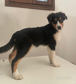 Cucciolo Pastore Australiano black tricolor