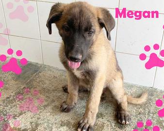 MEGan cucciola mix pastore belga 3mesi tagliaMEDIA