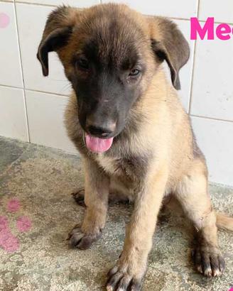 MEGan cucciola mix pastore belga 3mesi tagliaMEDIA
