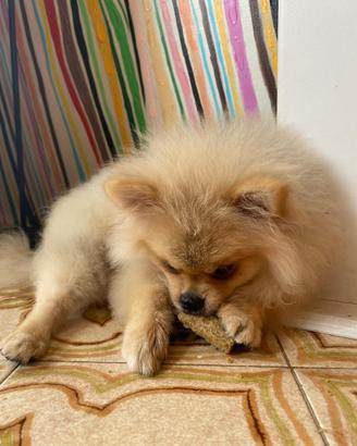 Spitz di Pomerania femmina con pedigree enci