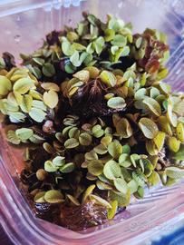 Salvinia Minima acqua dolce porzione