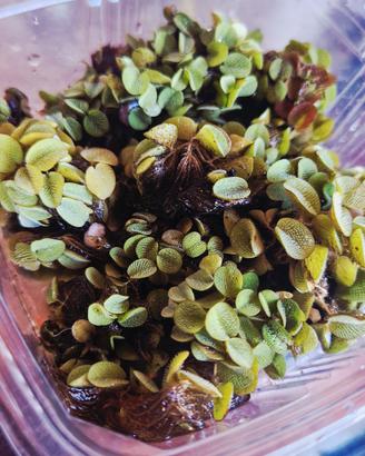 Salvinia Minima acqua dolce porzione