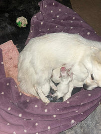 Cuccioli volpino saranno consegnati a 3 mesi