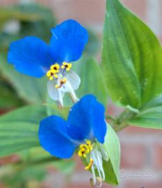Tradescantia 