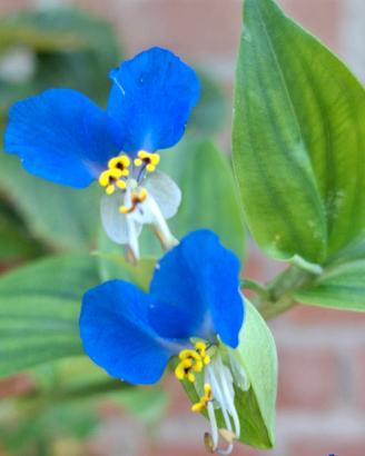 Tradescantia 