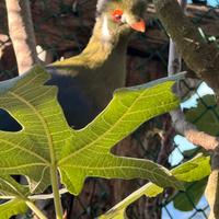 Coppia Turaco guance bianche