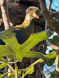 Coppia Turaco guance bianche