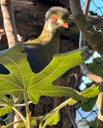 Coppia Turaco guance bianche