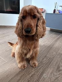 Cocker spaniel inglese per monta