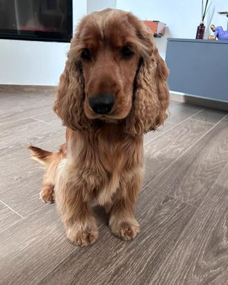 Cocker spaniel inglese per monta