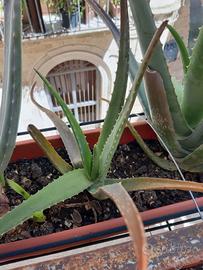 Aloe vera