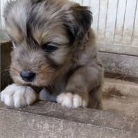 Cuccioli di pastore bergamasco