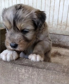 Cuccioli di pastore bergamasco