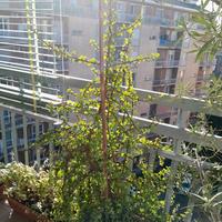 Pianta grassa "Portulacaria afra"